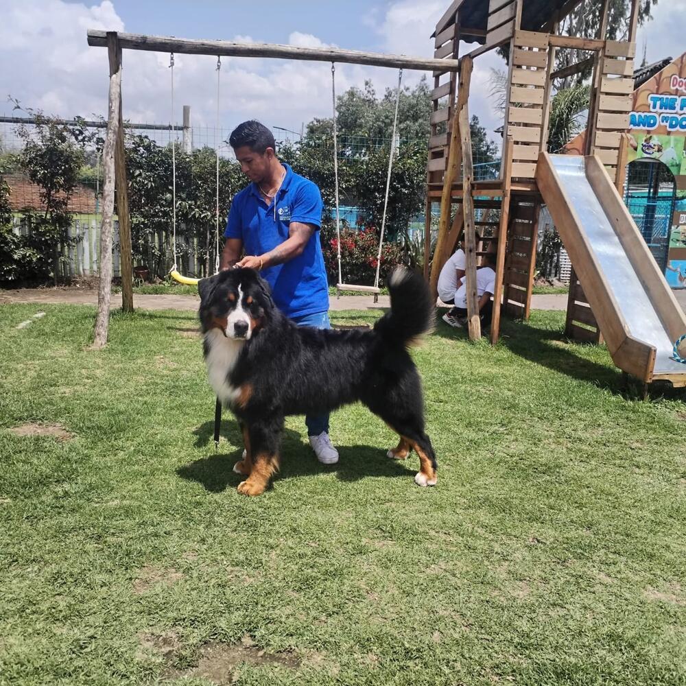 Connor - Macho Boyero de Berna, foto 1